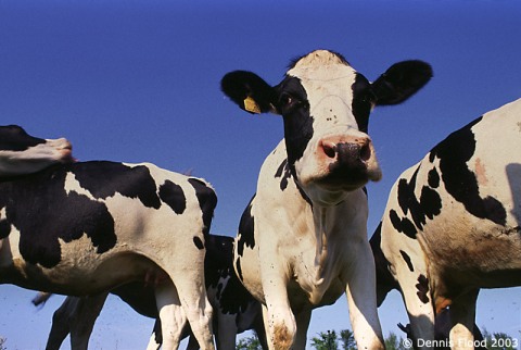 cows-103.jpg