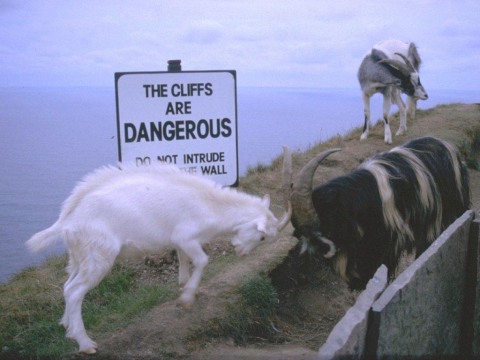geiten_groot-Irish_Goats-by_MKramer.jpg