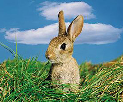 rabbits_mn.jpg